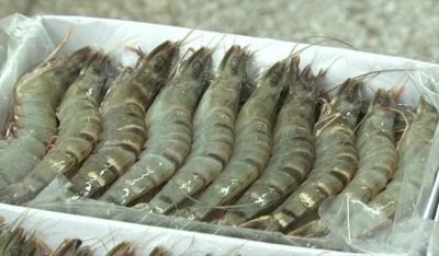 Vietnam’s Shrimp Exports Surge in August 2024: A Positive Outlook for Year-End Growth