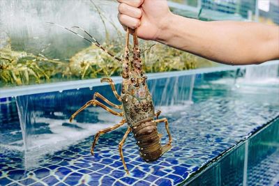 Vietnam Shrimp Exports in First Two Months of 2025: US Awaits Positive Signals, Lobster Rises in China