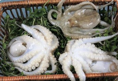 SOUTH KOREA IS THE GROWTH DRIVER OF VIETNAM'S SQUID  AND OCTOPUS EXPORTS IN THE SECOND HALF OF THIS YEAR