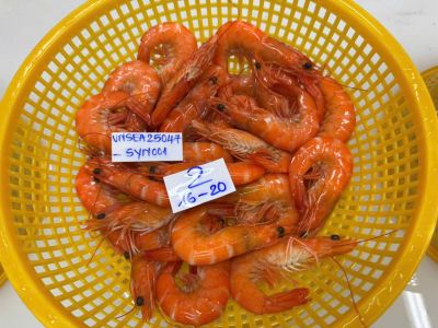 U.S. Wholesale Shrimp Market – Week 28/2025: Stable Prices Amidst New Tariff Competition