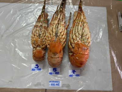 Vietnam&rsquo;s Seafood Exports Reach USD 5.8 Billion in H1 2026, Maintaining Growth Amid Rising Cost, Market, and Logistics Pressures