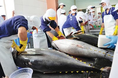 Vietnam’s Tuna Exports Face Turbulence in June 2025