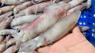 Squid and Octopus Export Outlook in Early 2025: Growth Driven by Asia, Challenges from the U.S. and IUU Yellow Card