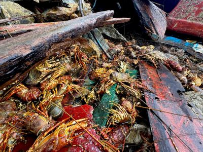 Vietnam Faces Severe Lobster Shortage After Historic Floods: Production Devastated, Raw Material Expected to Plummet