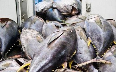 Vietnamese Tuna Needs to Expand Exports to New Markets
