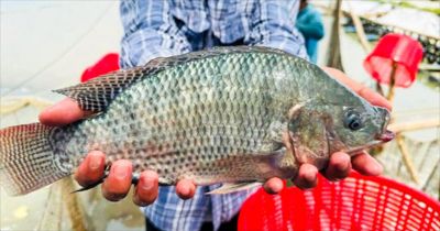Brazil Tightens Import Tax on Seafood to Protect Domestic Tilapia Industry
