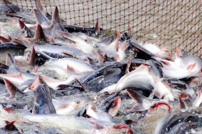 Vietnam Seafood Exports Stay Strong as Market Growth Becomes More Divergent