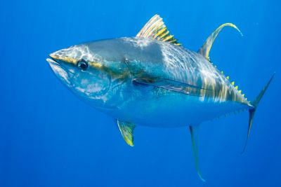 Vietnam’s Canned Tuna Shines in the U.S. Market!