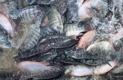 Vietnamese Tilapia Expands into New Markets and Higher-Value Segments